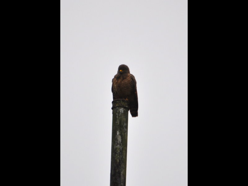 DSC_0133b.JPG