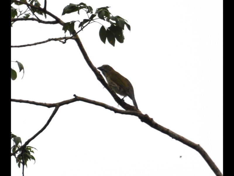 DSC_0146b.JPG