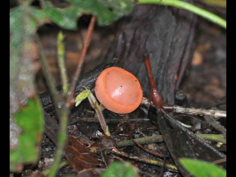 DSC_0440b.JPG