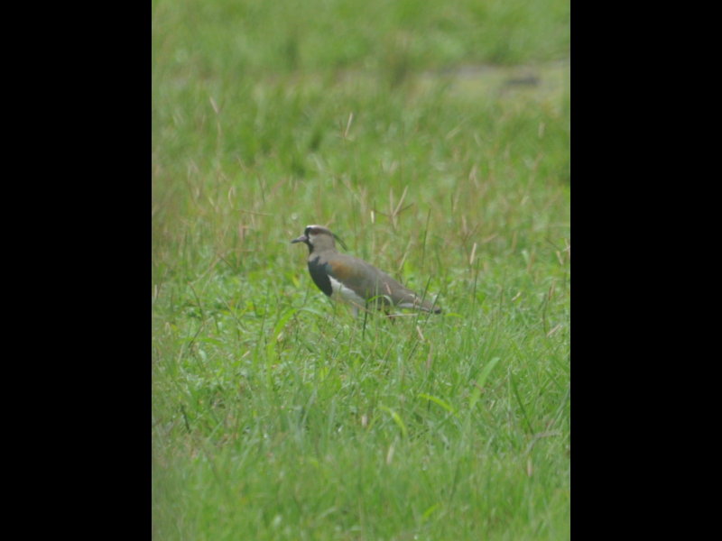 DSC_0711b.JPG