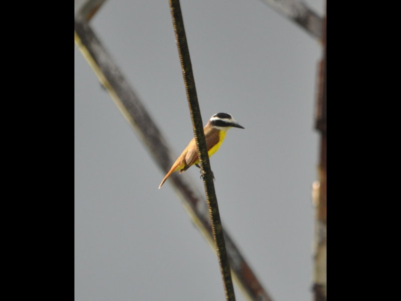 DSC_0855b.JPG