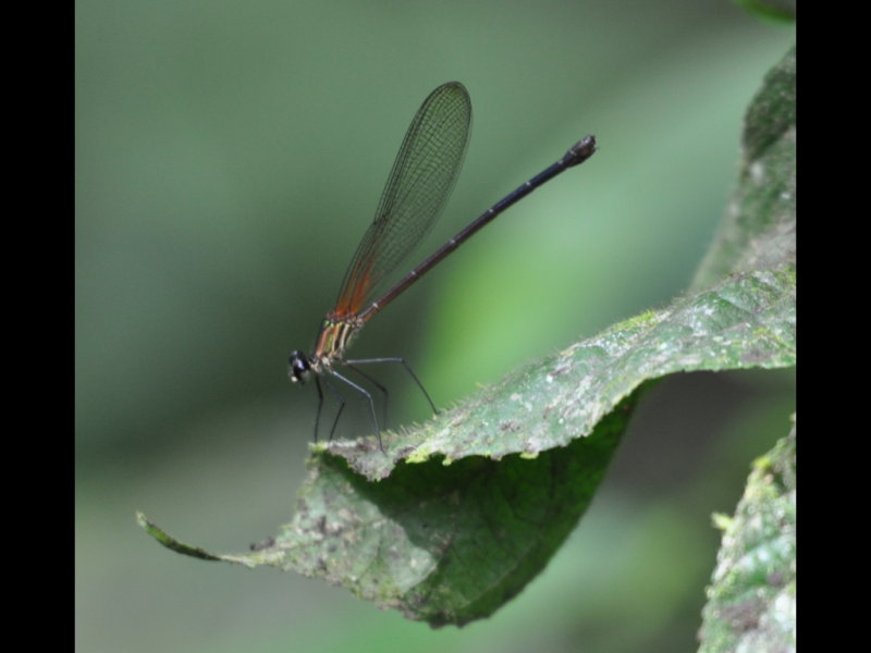 DSC_0350b.JPG
