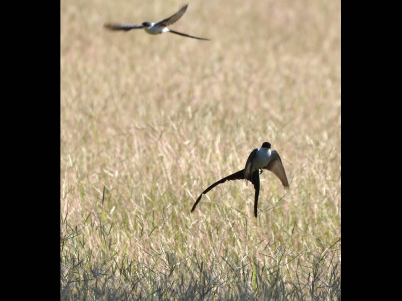 DSC_0655b.JPG