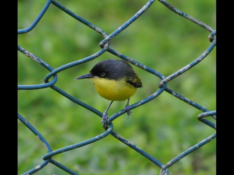 DSC_0196b.JPG