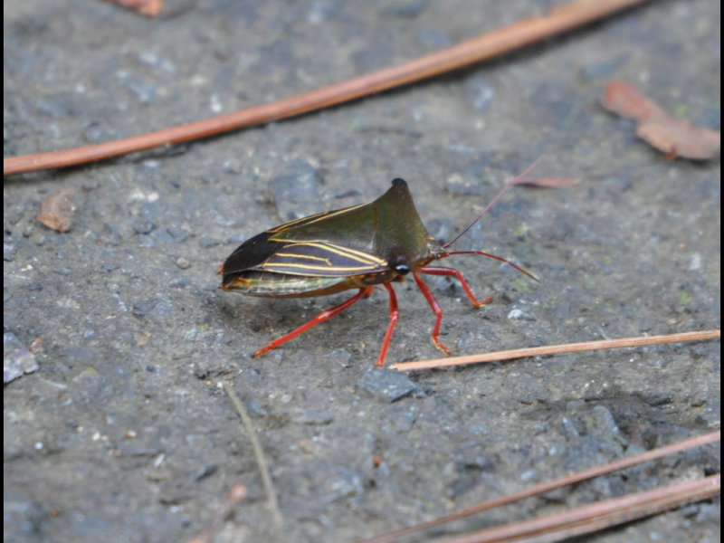 DSC_0101b.JPG