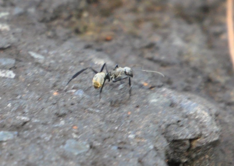 DSC_0119b.JPG