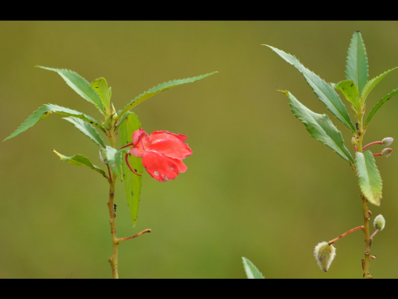 DSC_0190b.JPG