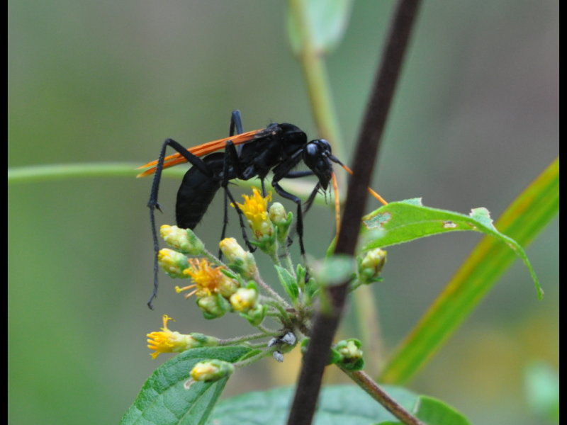 DSC_0236b.JPG