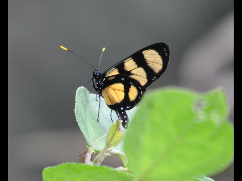 DSC_0269b.JPG