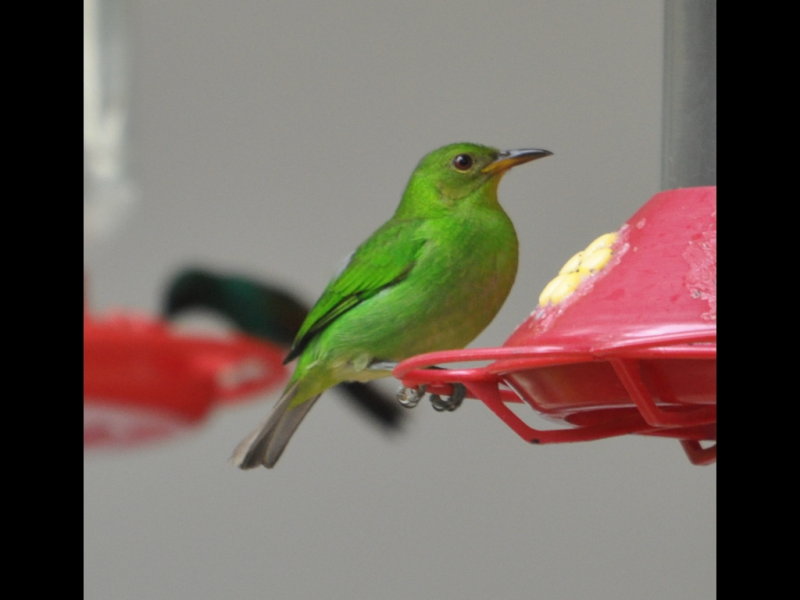 DSC_0452b.JPG