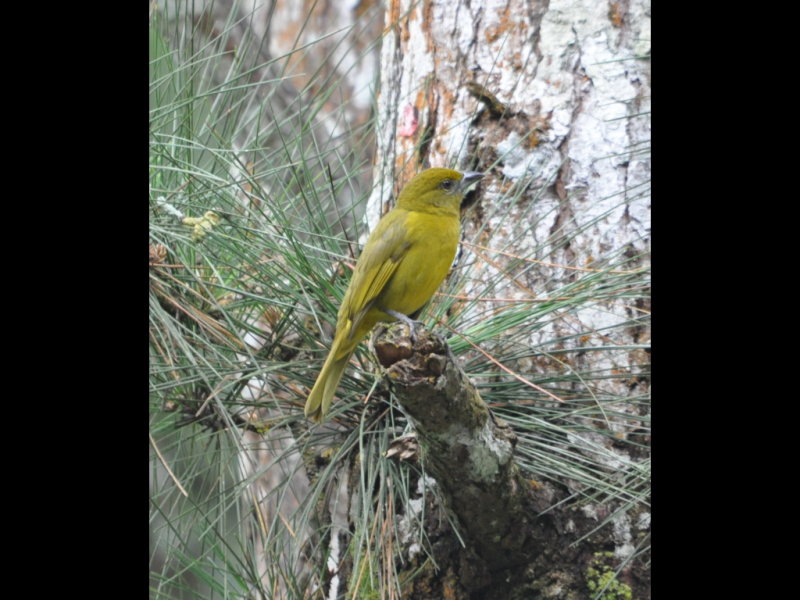 DSC_0464b.JPG