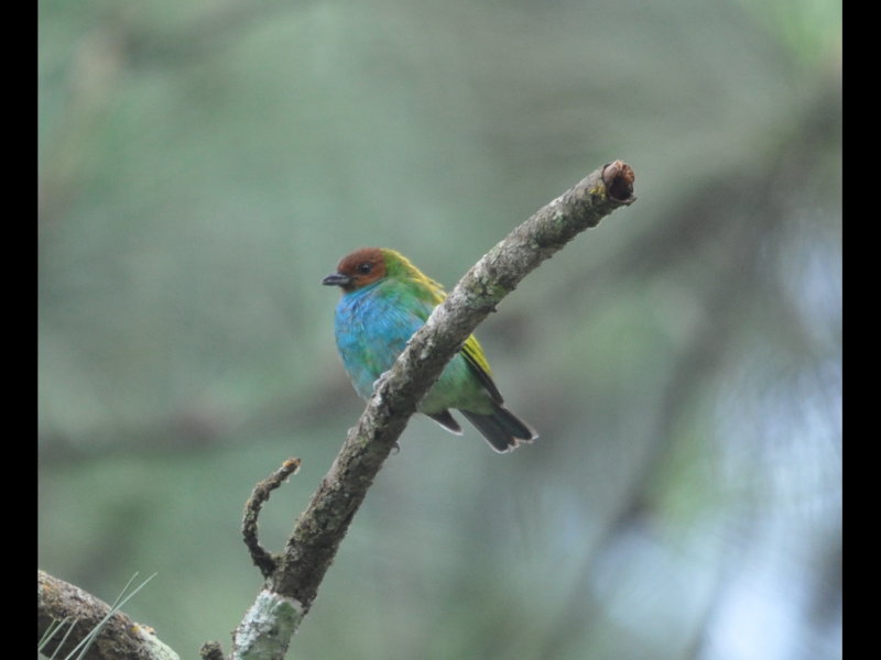DSC_0472b.JPG