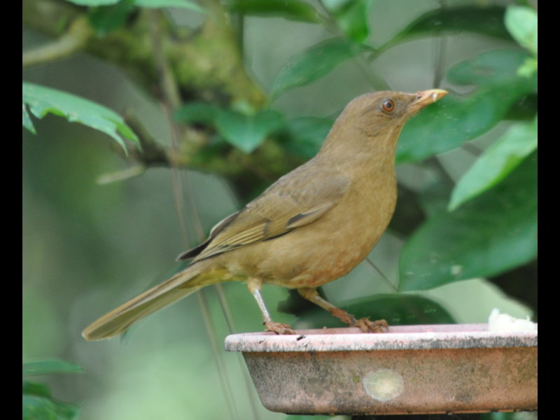DSC_0825b.JPG