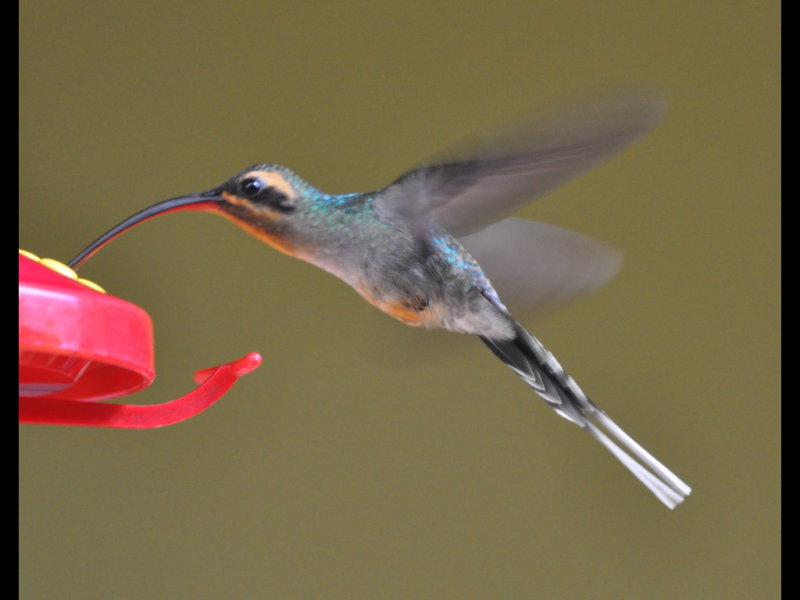 DSC_0971b.JPG