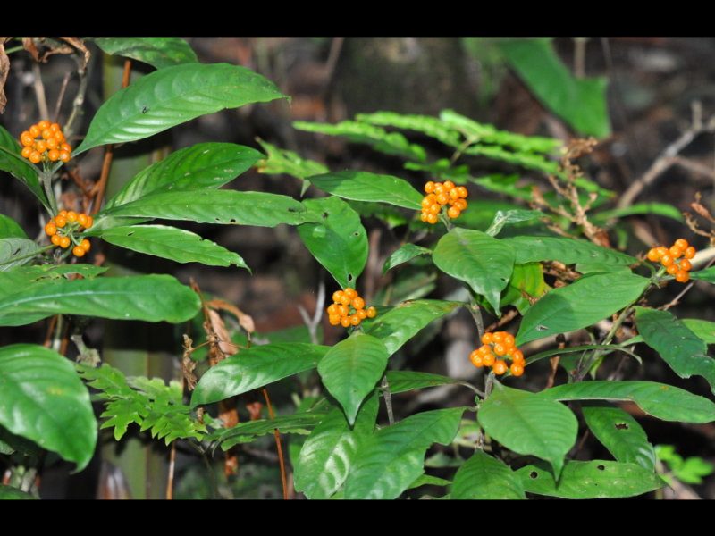 DSC_0226b.JPG
