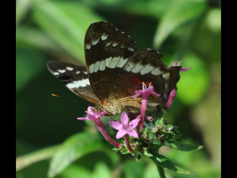 DSC_0232b.JPG