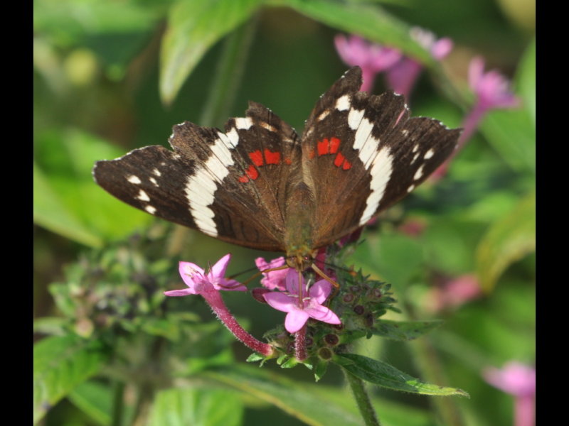 DSC_0242b.JPG