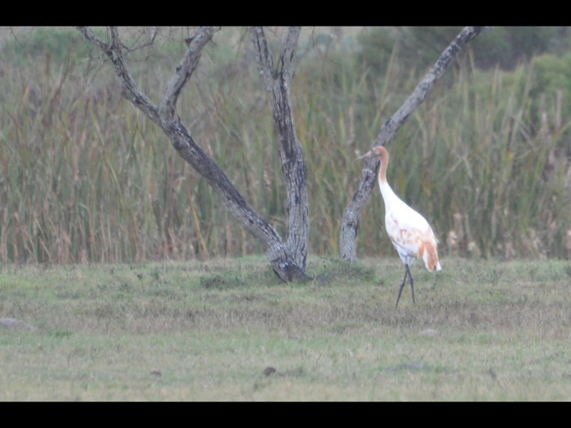 DSC_0104b.JPG