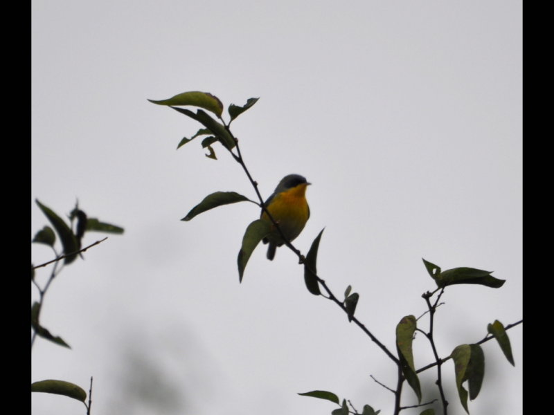 DSC_0177b.JPG