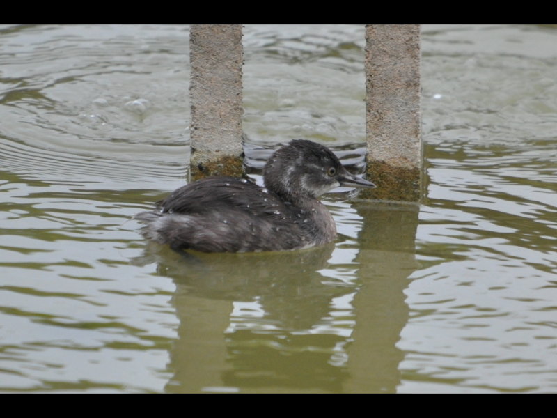 DSC_0443b.JPG