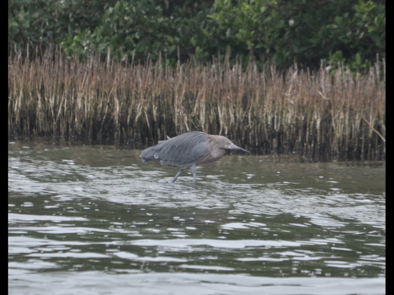 DSC_0537b.JPG