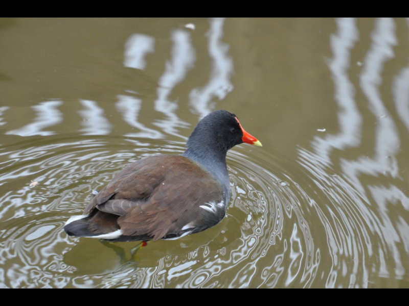 DSC_0626b.JPG