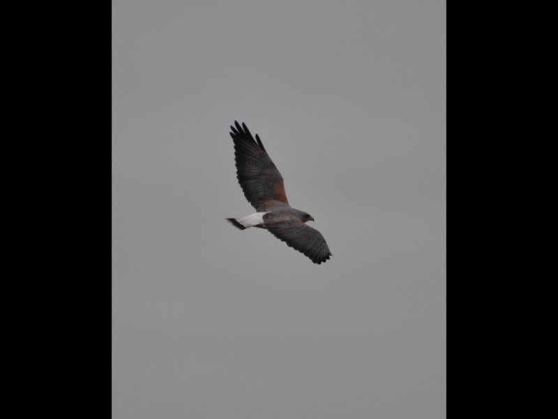 DSC_0811b.JPG