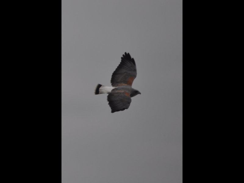 DSC_0814b.JPG