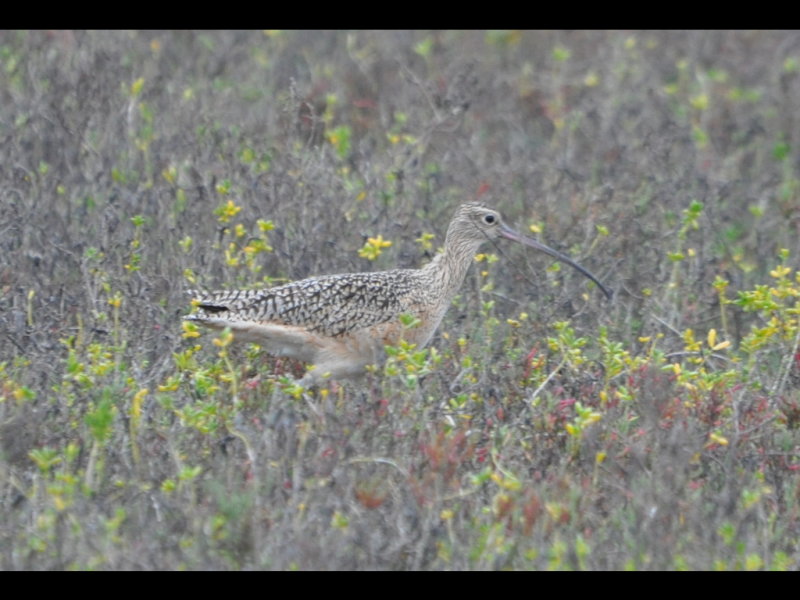 DSC_0855b.JPG