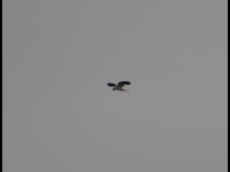 DSC_0860b.JPG