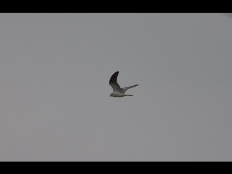 DSC_0869b.JPG