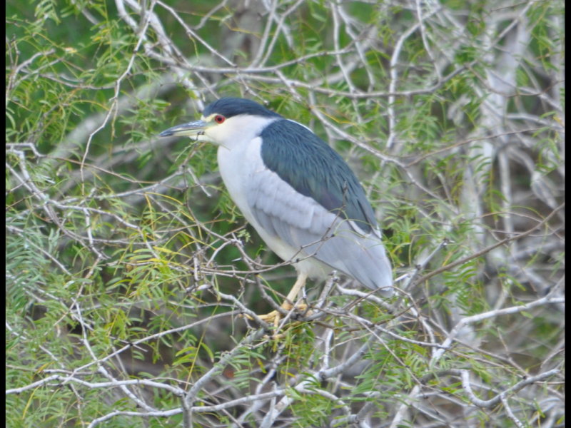 DSC_0026b.JPG