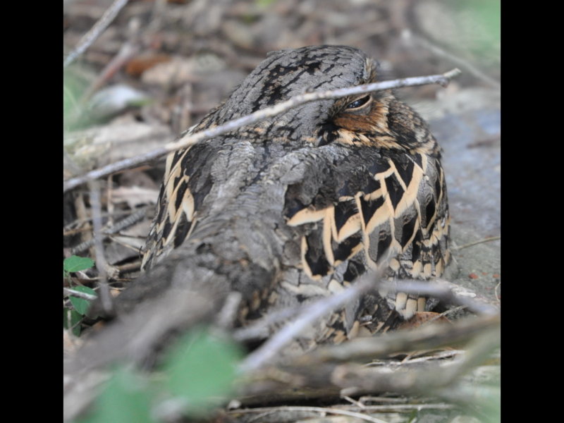 DSC_0037b.JPG