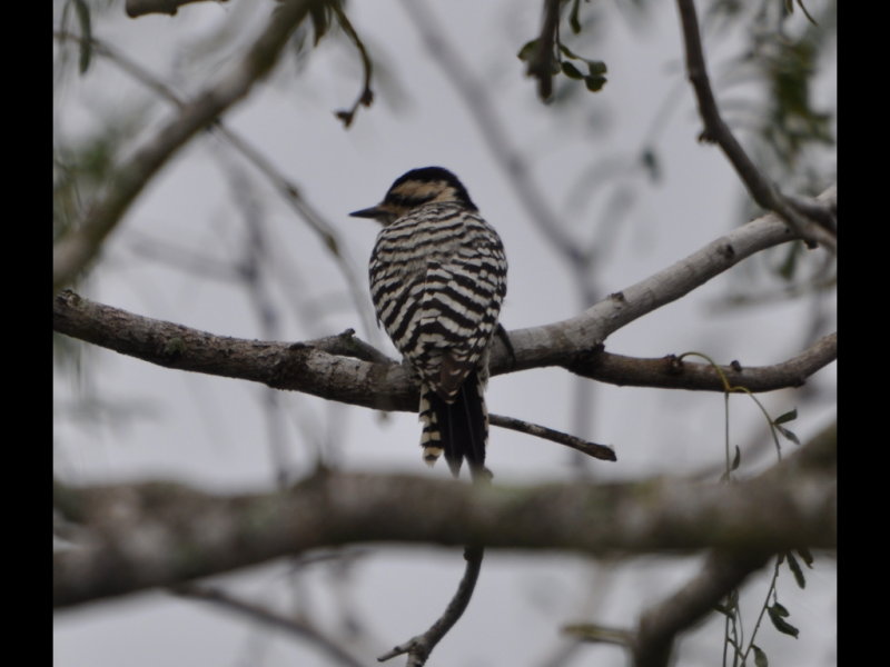 DSC_0060b.JPG