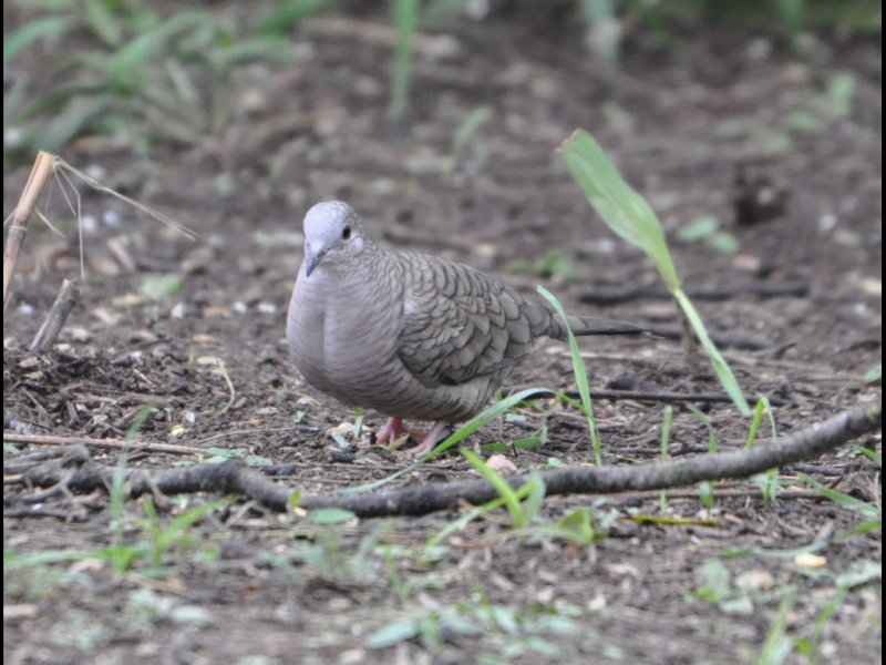DSC_0449b.JPG