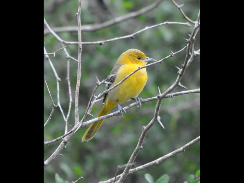DSC_0495b.JPG