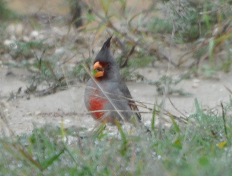 DSC_0689b.JPG