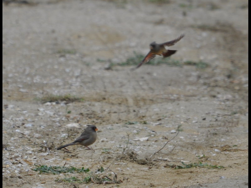 DSC_0736b.JPG