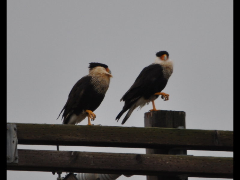 DSC_0774b.JPG