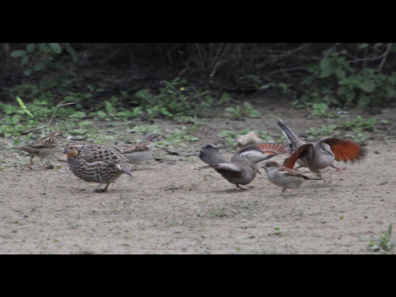 DSC_0785b.JPG