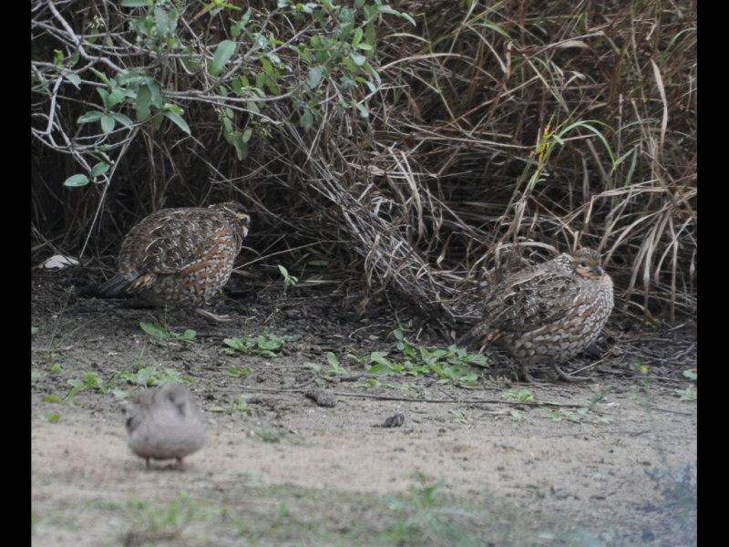 DSC_0847b.JPG