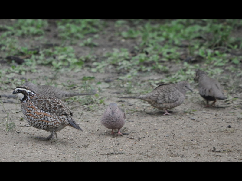 DSC_0859b.JPG