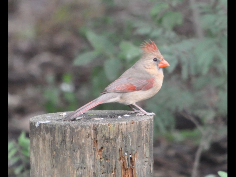 DSC_0905b.JPG