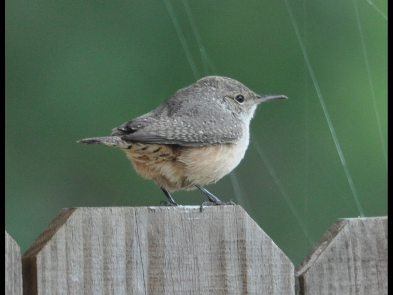 DSC_0978b.JPG