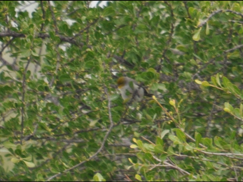 DSC_0005b.JPG