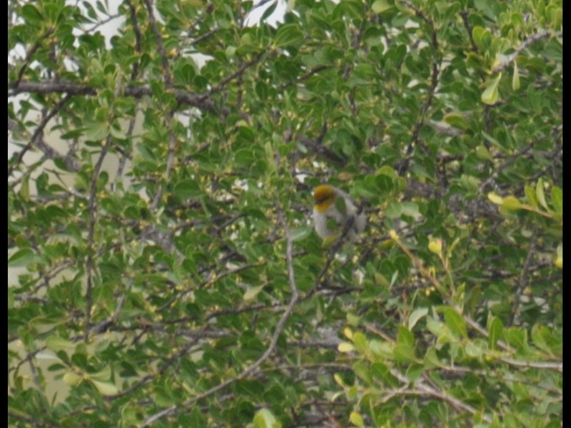 DSC_0007b.JPG