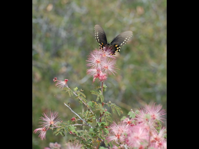 DSC_2173b.JPG
