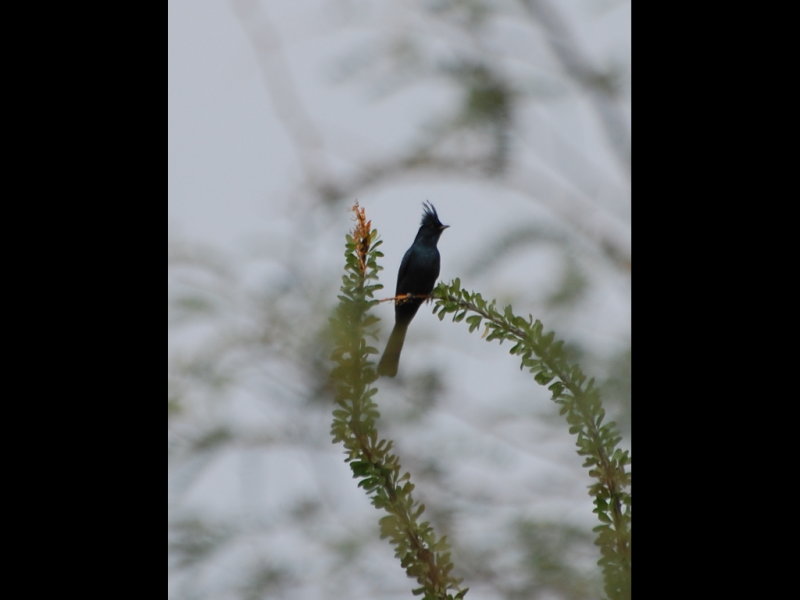 DSC_2193b.JPG