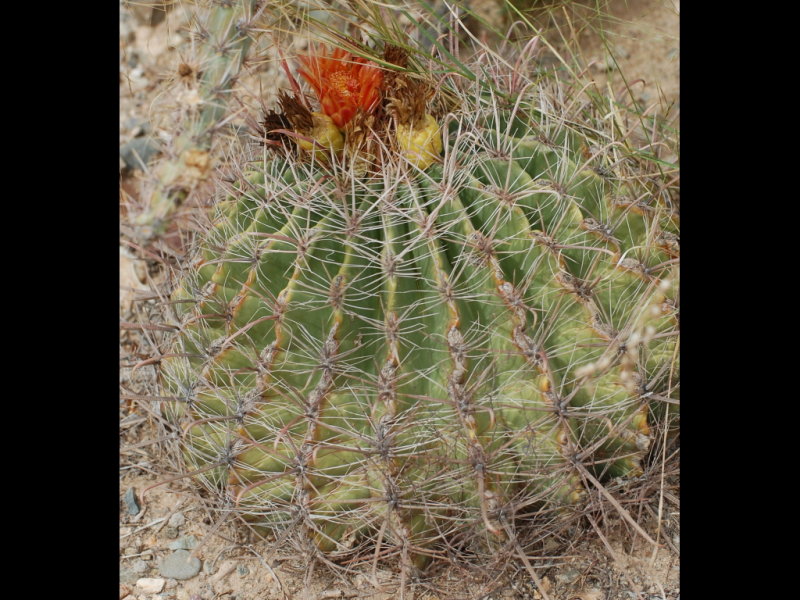 DSC_2215b.JPG