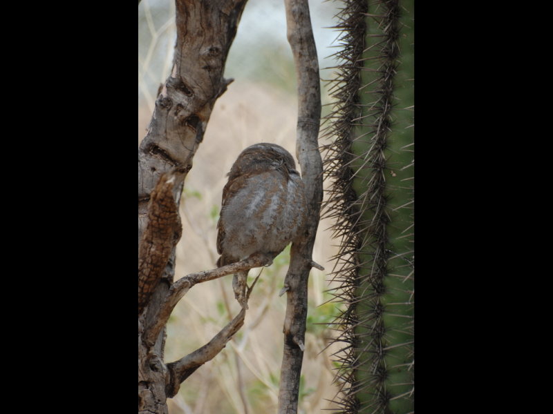 DSC_2216b.JPG